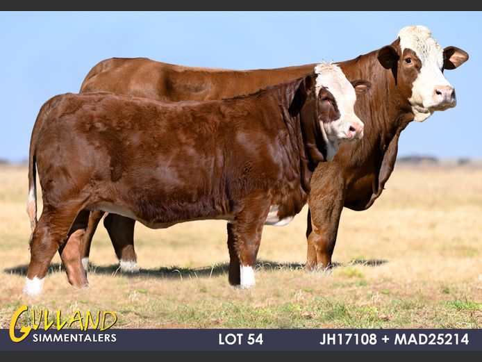 JH17108 | MG DE JAGER