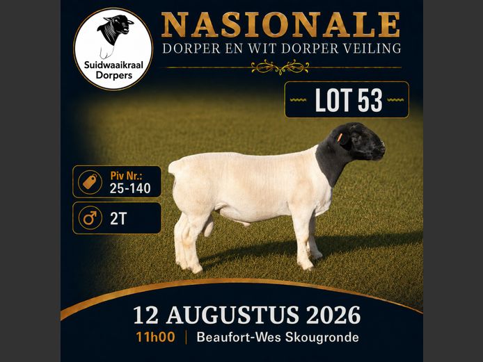25-140 | SUIDWAAIKRAAL DORPERS