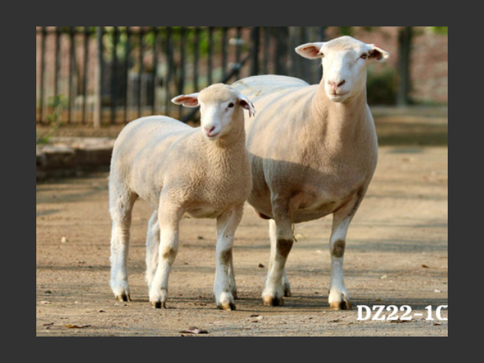DZ220108 | 2 STEYNS BOERDERY
