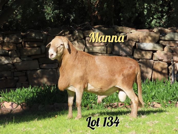 402 | Manna