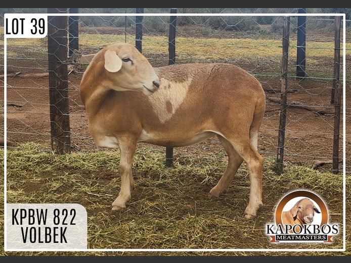 KPBW822 | Kapokbos Meatmasters