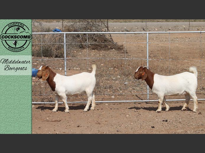 24-398 / 24-456 | Middelwater Boergoats