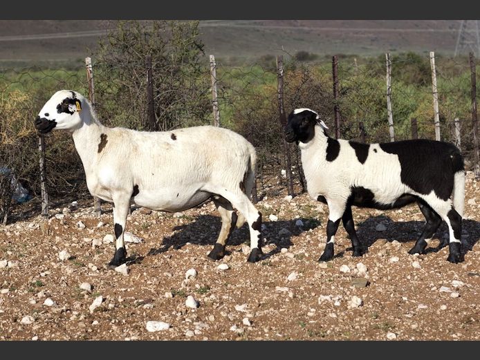 GMD 24-4903 | Kanyezi Meatmasters