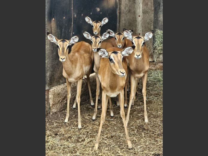 ROOIBOK | DE KOK BOERDERY