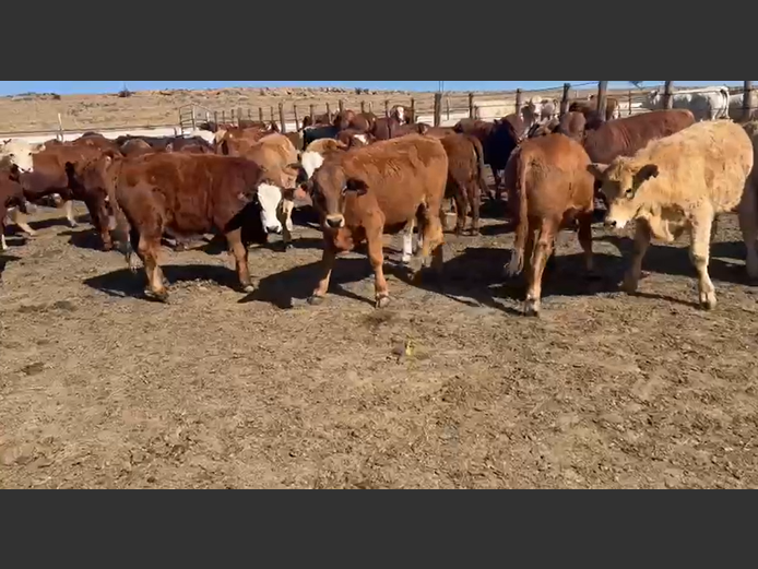 Weaners 