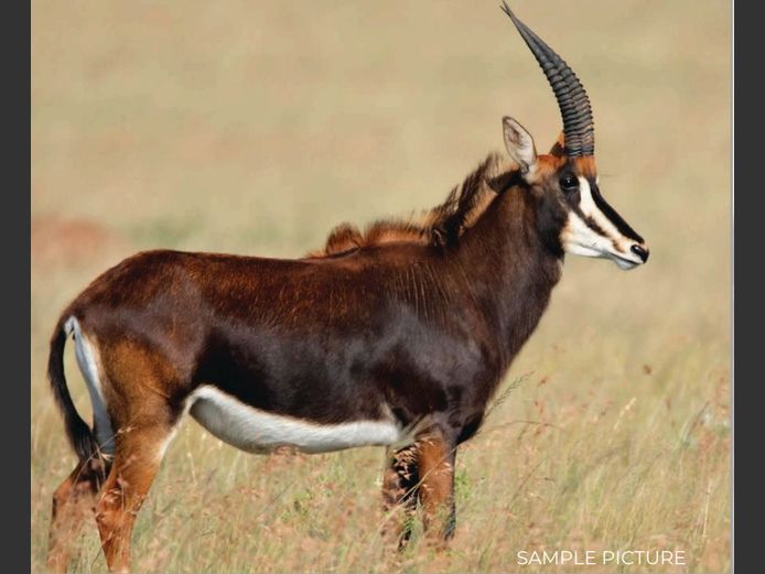 SABLE | DU PREEZ WILD