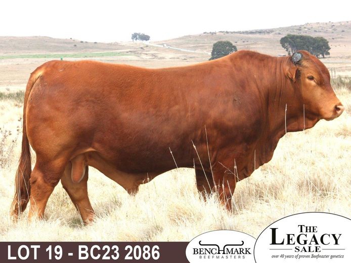 BC232086 | NO 8 CATTLE CO (PTY) LTD