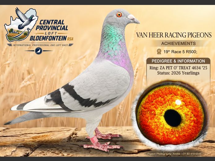 PET O TREAT 4634 2025 | VAN HEER RACING
PIGEONS