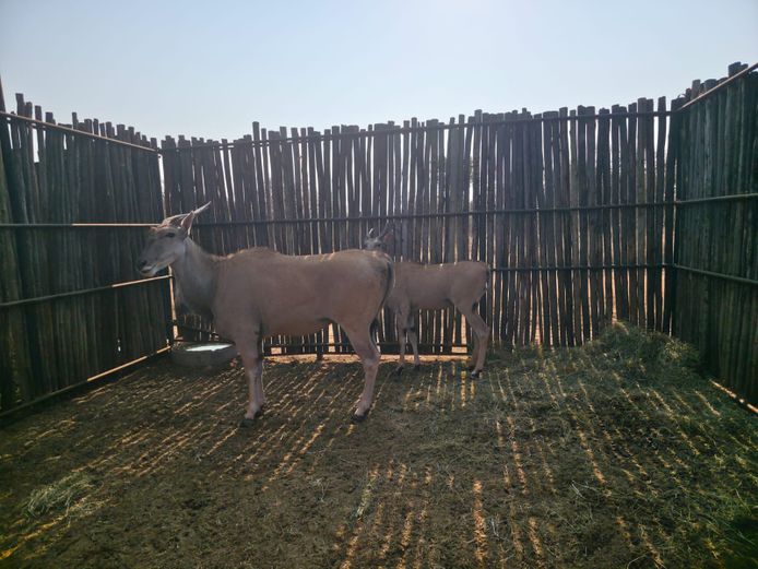 ELAND | HANLEY 1