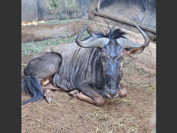 BLUE WILDEBEEST | BLU WATER
