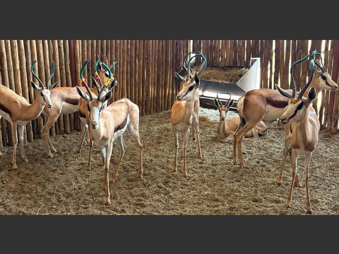 Damara Springbok Ooie