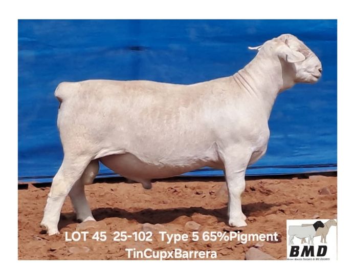 25-102 | BROER MARITZ DORPERS