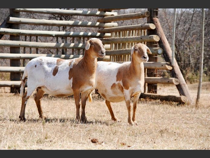 385 | WF Strydom - Voorwaarts Boerdery