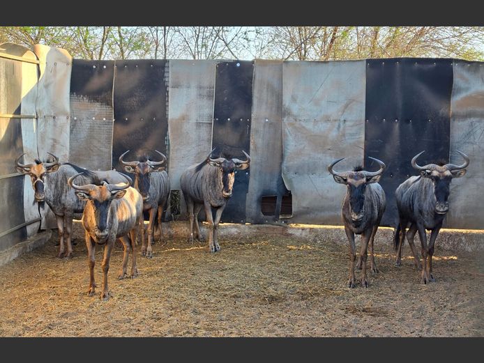 BLOUWILDEBEES | 258 FARMS