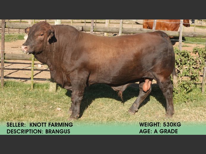Brangus | Knott Farming