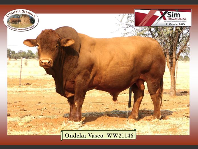 WW21146 | ONDEKA SIMBRA