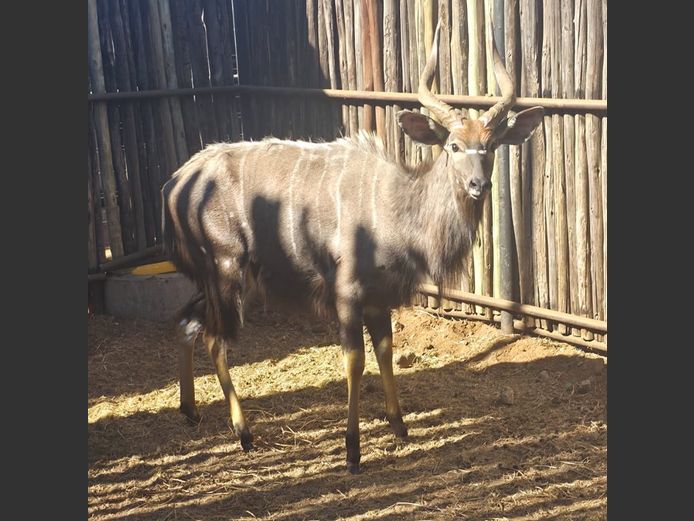 NJALA | HANLEY