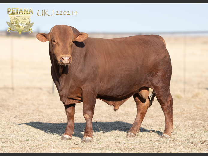 UKJ 220214