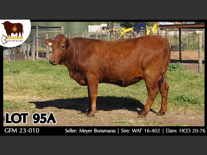 GFM230010 | MEYER BONSMARAS