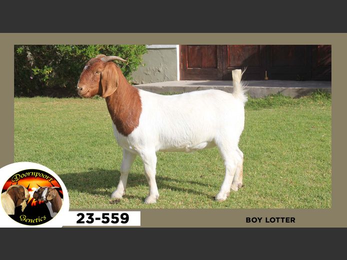 23-559  |  Boy Lotter