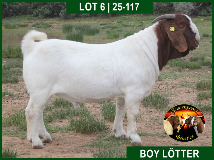 25-0117 | Boy Lotter