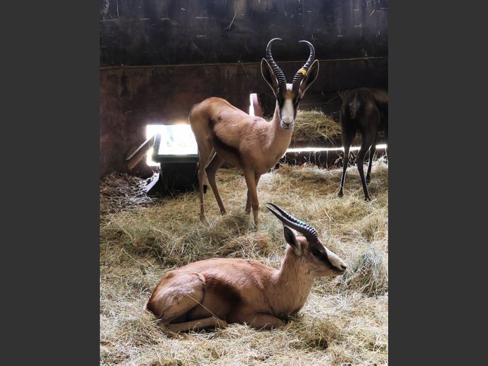 KOPER SPRINGBOK | ZIONSHEUVEL TRUST