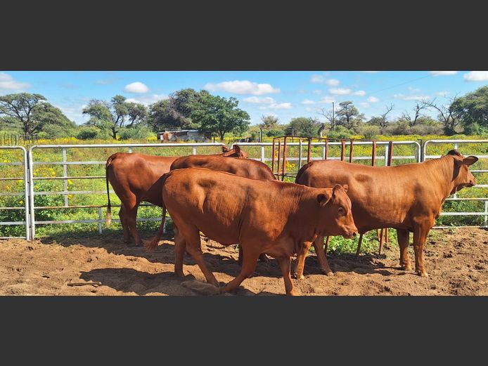 Commercial Animals | Tiaan Duvenhage