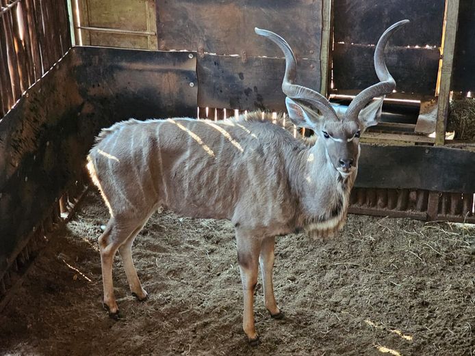 KUDU | SKUINSHOEK