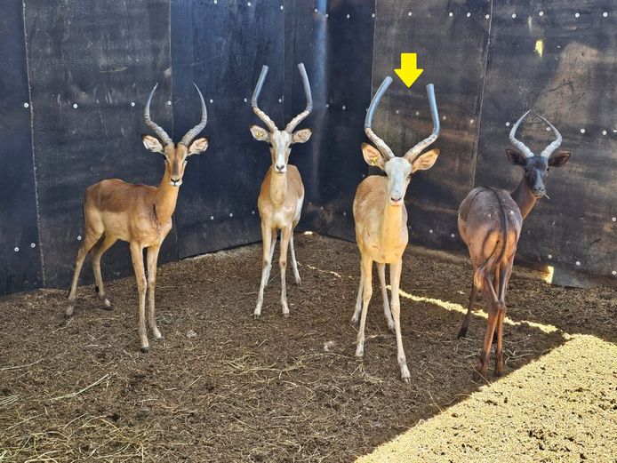 WHITE FLANKED IMPALA | LS GAME BREEDERS