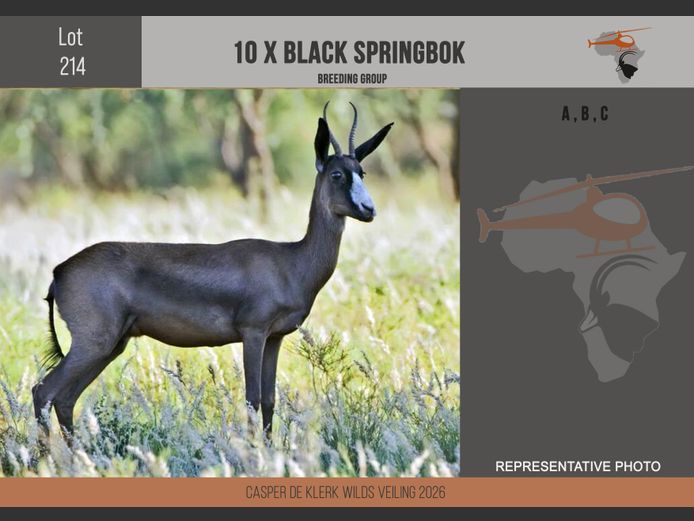 Black Springbuck