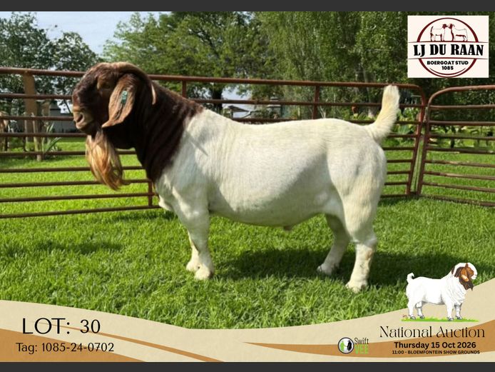 1085-24-0702 | L J du Raan Boerbokstoet