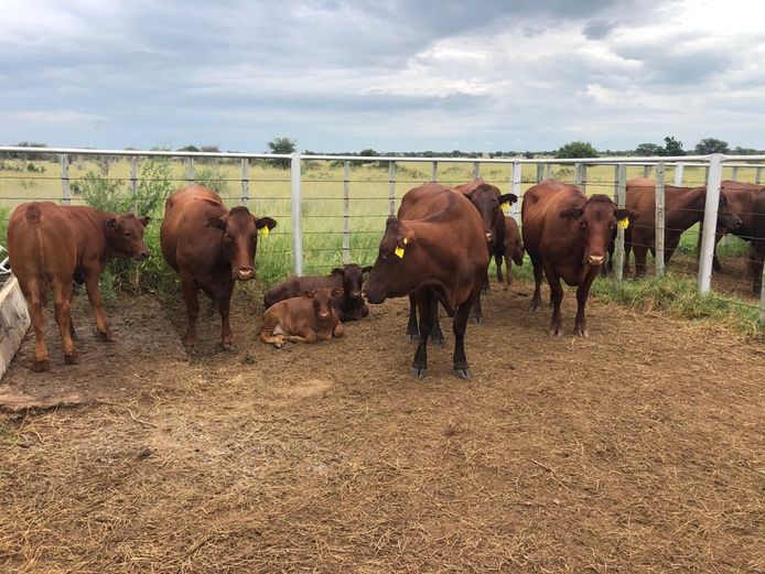 Kommersële Vroulike Diere