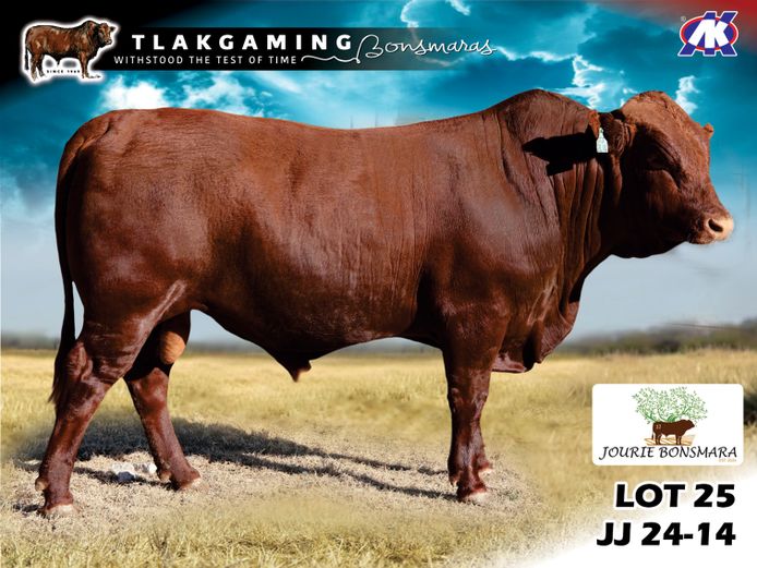 JJ240014 | JOURIE BONSMARAS