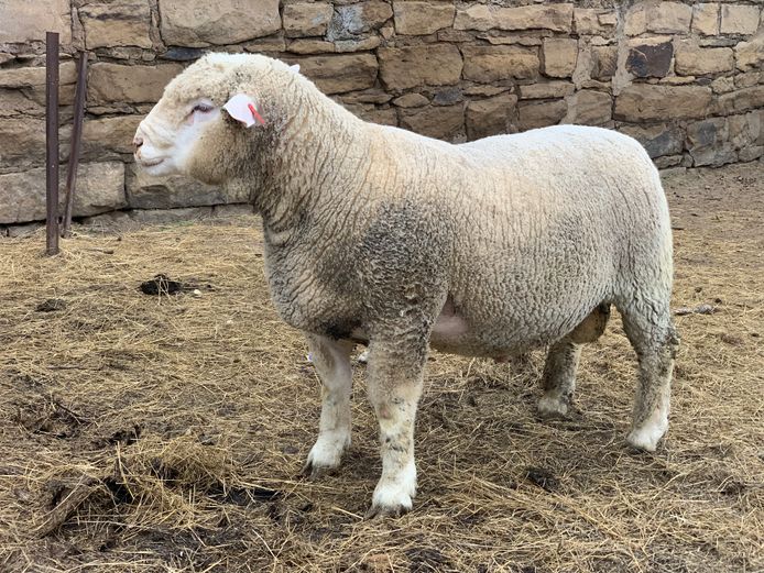 DON 240023 | DONKERBERG ELITE IDF STUD 