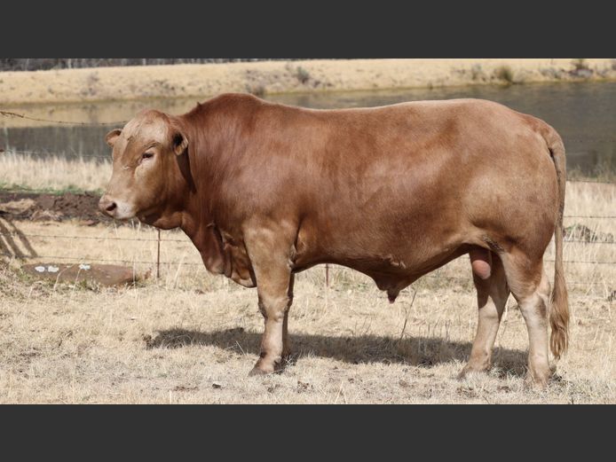 HBH 230033 | CLARK CATTLE COMPANY PTY LTD