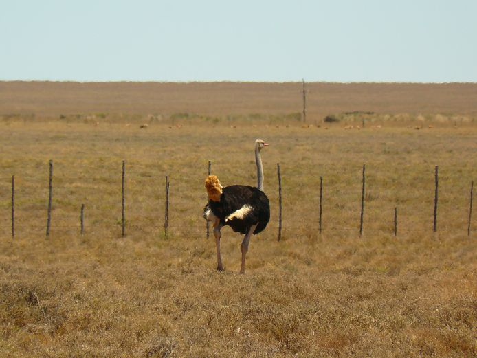 Volstruis | Tuinplaas Wild (A Marais)