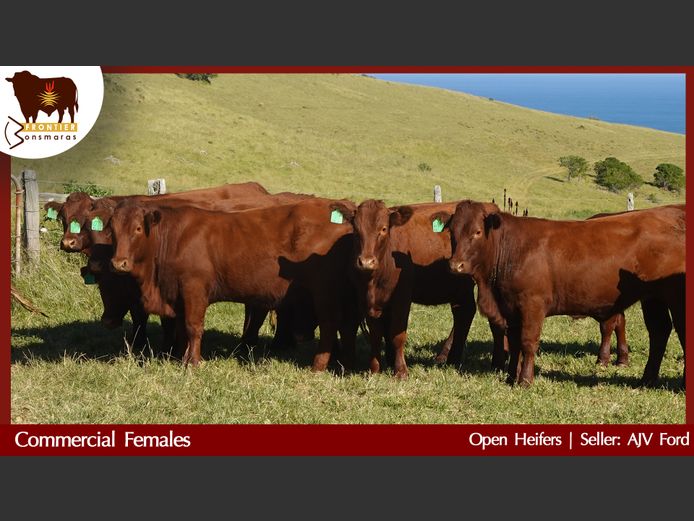 Commercial Animals | AJV Ford