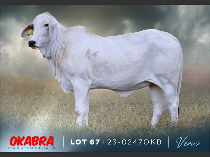 23-0247 OKB | OKABRA BRAHMAN