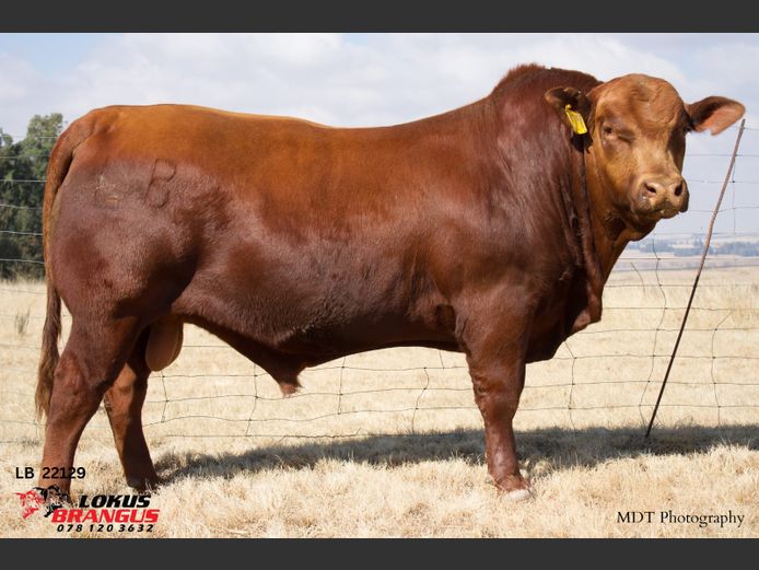 LB22129 | BOTHA L
