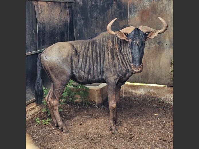 BLUE WILDEBEEST | WATERBERG GAME