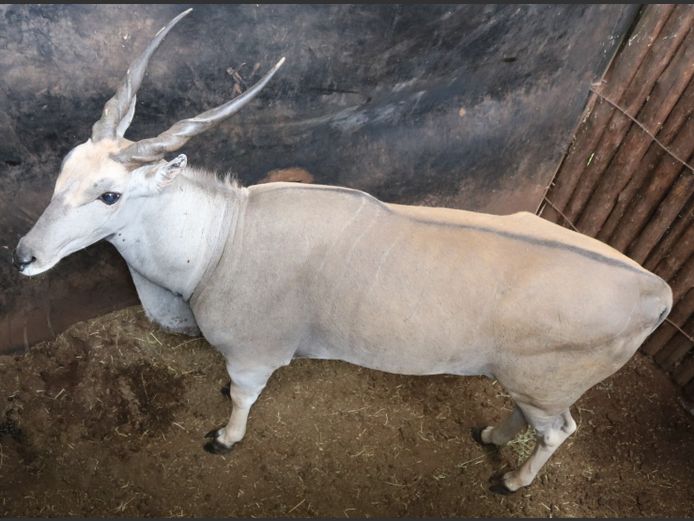 Eland Bul