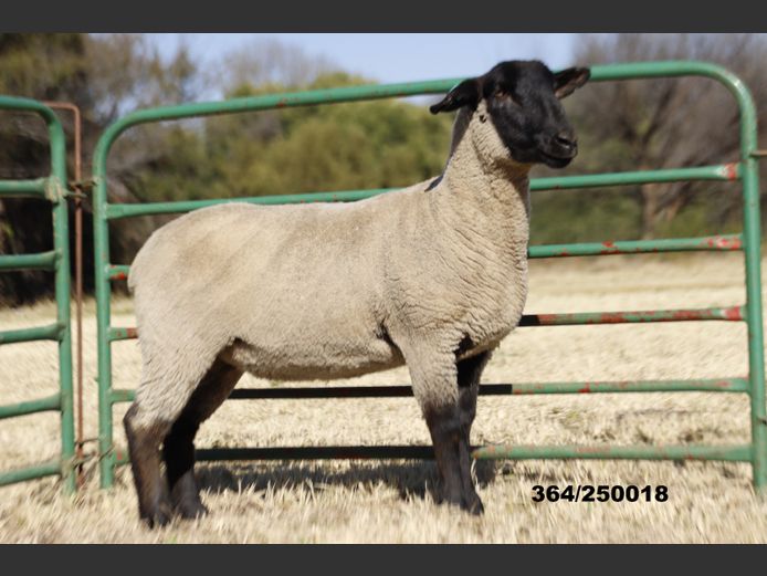 364250018 | TRIO BOERDERY