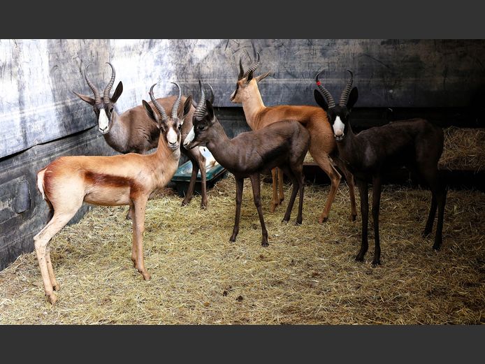 KOPER SPRINGBOK | AL BADENHORST