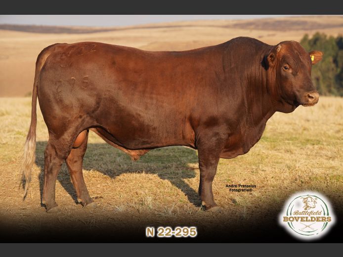 N 22-295 | MORGENTAL BOVELDERS