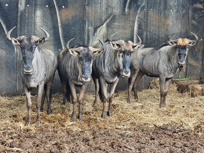 BLUE WILDEBEEST | ZEBULA