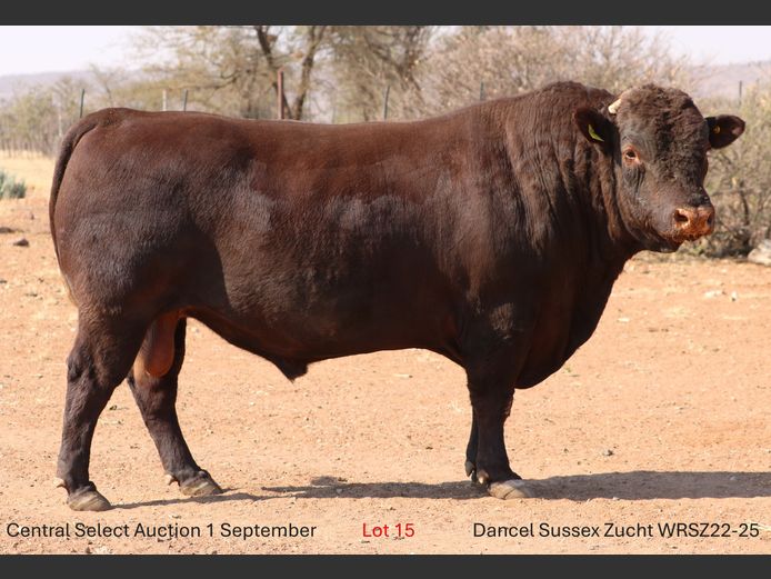 WRSZ220025 | DANCEL SUSSEX ZUCHT