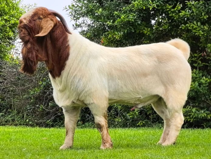 116240205 | Paardefontein Boerbokstoet