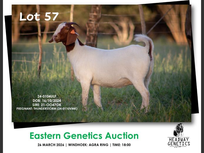 24-104ULF | HEADWAY GENETICS