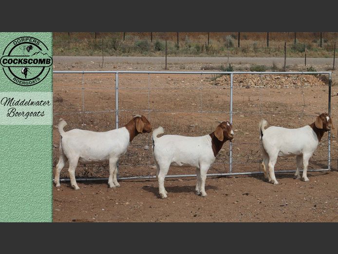 24-312 / 24-225 / 24-289 | Middelwater Boergoats