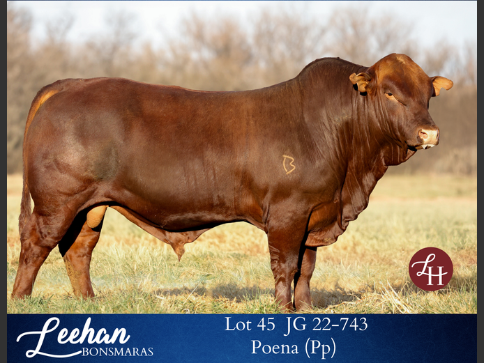 JG220743 | Leehan Bonsmara
